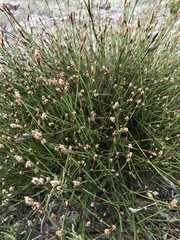 Staberoha distachyos