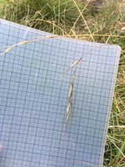 Elymus tsukushiensis