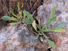 Dimorphotheca montana