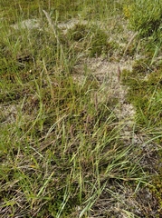 Leymus ajanensis
