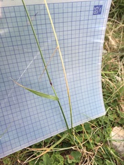 Elymus tsukushiensis