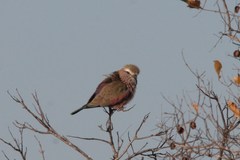 Coracias naevius mosambicus