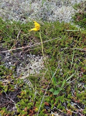 Arnica griscomii