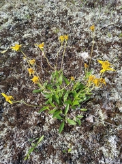 Arnica griscomii