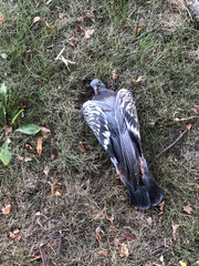 Columba livia domestica