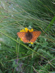 Boloria napaea