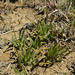 Coega Dwarf Aloe - Photo (c) Adriaan Grobler, some rights reserved (CC BY-NC), uploaded by Adriaan Grobler