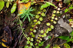 Lysimachia nummularia