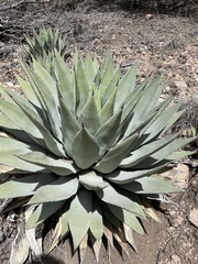 Agave parryi parryi