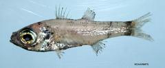 Bigeye photo 1