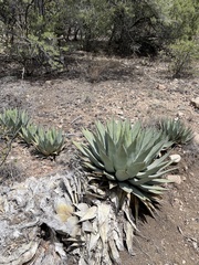 Agave parryi parryi