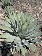Agave parryi parryi