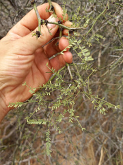 Prosopis elata