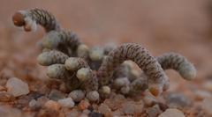 Anacampseros albissima