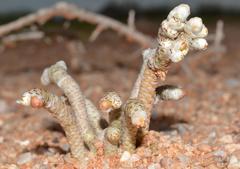 Anacampseros albissima