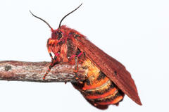 Phragmatobia parvula