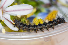 Phragmatobia parvula