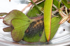 Phragmatobia parvula