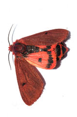 Phragmatobia parvula