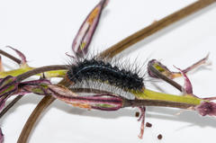 Phragmatobia parvula