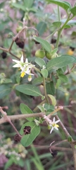 Solanum chenopodioides