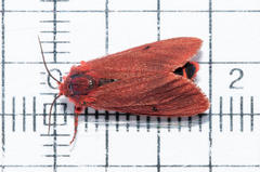 Phragmatobia parvula