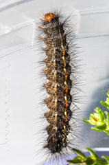 Phragmatobia parvula