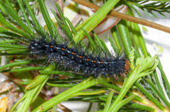 Phragmatobia parvula