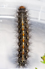 Phragmatobia parvula