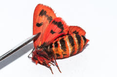 Phragmatobia parvula