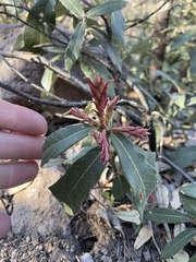 Quercus hypoleucoides