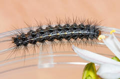 Phragmatobia parvula