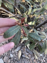 Quercus hypoleucoides