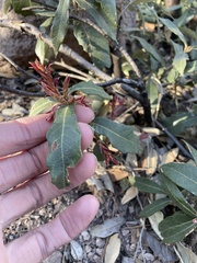 Quercus hypoleucoides