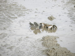 Macrophthalmus banzai