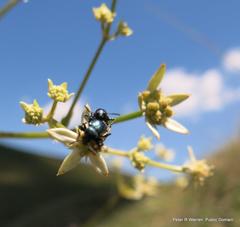 Alepidea amatymbica amatymbica