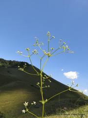 Alepidea amatymbica amatymbica