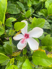 Hibiscus arnottianus