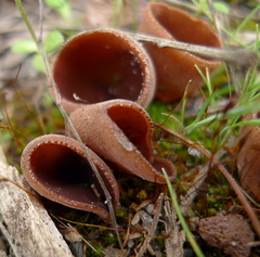 Nothojafnea cryptotricha