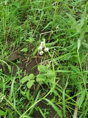 Achillea alpina camtschatica