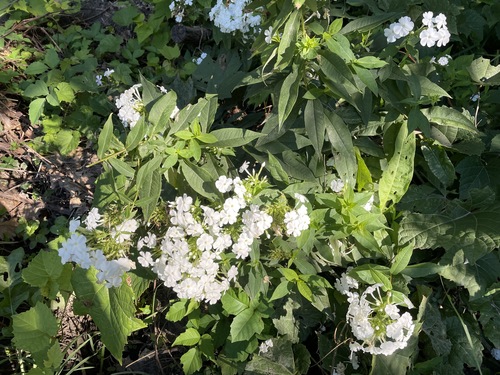 Phlox paniculata