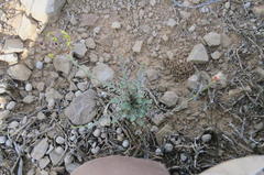 Lasiosiphon microphyllus