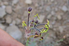 Lasiosiphon microphyllus