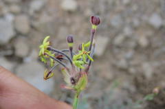 Lasiosiphon microphyllus