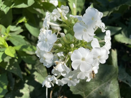 Garden Phlox plant photo (Phlox paniculata)