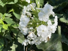 Garden phlox