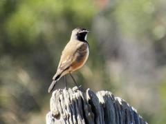 Oenanthe pileata pileata