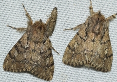 Ocneria atlantica