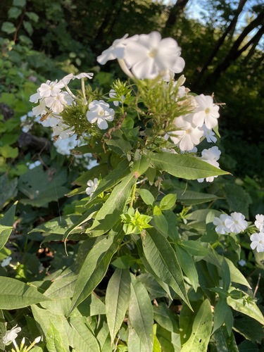Phlox paniculata