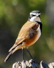Oenanthe pileata pileata